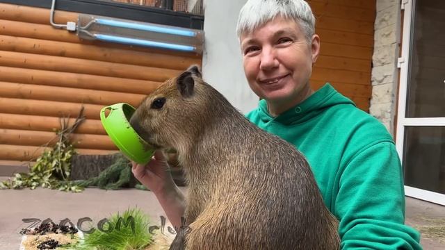 Люди, преданные зоопарку. И нужна ли мне капибара? смотреть онлайн