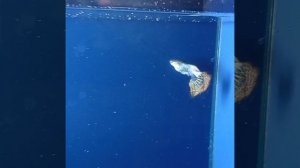 Гуппи дракон, легендарная рыба.