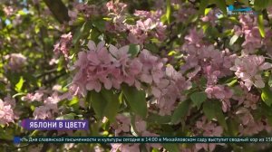 Яблоня Недзвецкого - одно из уникальных растений Елагина острова