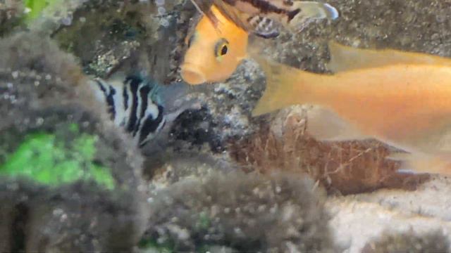 Юлидохромис Марлиера (Julidochromis Marlieri) Продажа Днепр и по всей Украине