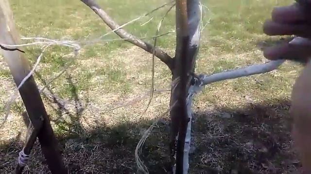 Побелка деревьев весной. Побелка садовая.