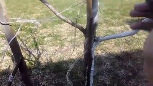 Побелка деревьев весной. Побелка садовая.