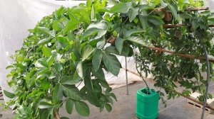 Growing passion fruit on the terrace is full of fruit