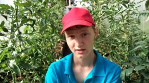 WATERING and FEEDING TOMATOES. ПОЛИВ томатов + ПОДКОРМКА золой. Как поливать ПОМИДОРЫ в ТЕПЛИЦЕ