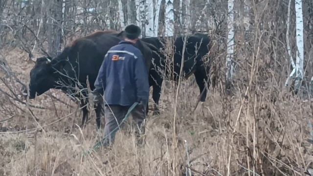 Ещё  не время! Корова не подпускать быка.Привезли уголь! Почем  нынче  топливо?Цены на уголь. смотреть онлайн
