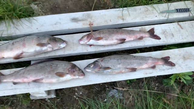 Чистим рыбу за баней. Турбаза «Бадьяшор». Река Большая Уса. Воркутинский район. Полярный Урал. смотреть онлайн