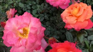 Утренняя радуга ? Роза Фрейзингер Моргенрот.Rose Freisinger Morgenrote