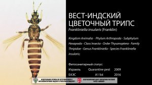 Вест-индский цветочный трипс  (Frankliniella insularis (Franklin))