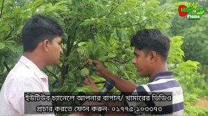 Custard Apple~বারোমাসি থাই শরিফার বাণিজ্যিক চাষ পদ্ধতি~ ৩৩ শতকে আয় প্রায় ৫ লক্ষ টাকা BD