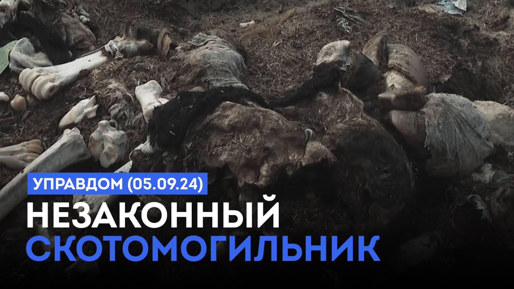 Незаконный скотомогильник / «Управдом» (05.09.24)