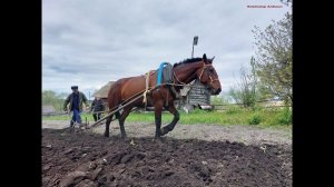 Эксклюзив! Посадка картофеля лошадью! Жизнь в деревне! Дом у реки