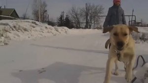 Лабрадор зимой в деревне