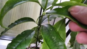 Хойя Локки. Hoya Lockii.