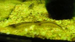 Аквариумные пресноводные Креветки Амано / amano aquarium small shrimp