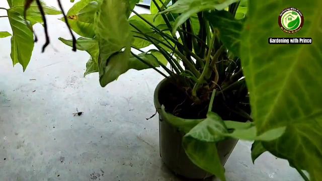Sygonium plant care & Propagation | How to make your Syngonium Arrowhead plant Bushy