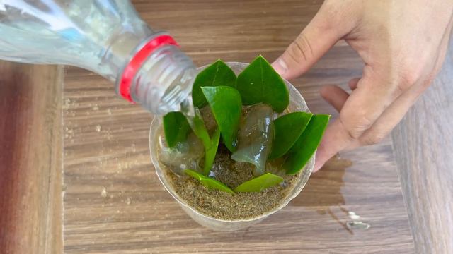 Try using Aloe vera sap, propagate money plants by leaves. 100% leaves sprout смотреть онлайн