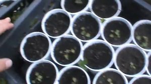 Выращивание мелкоплодной земляники. Часть 2. Пикировка.