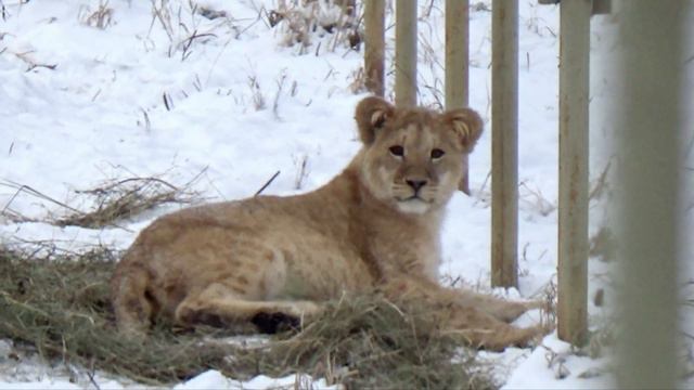 Львята резвятся на снегу🐾 Только в России можно такое увидеть❄ ПАРК ЗЕМЛЯ ПРАЙДА 🌿 смотреть онлайн