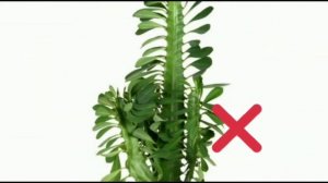 Как отучить кота есть комнатные растения?