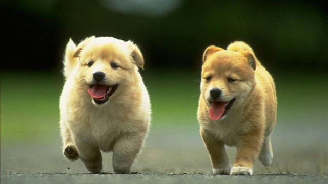 The Best Dog: Чау-Чау смотреть онлайн