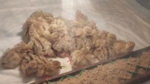 Какой породы перепелята?))