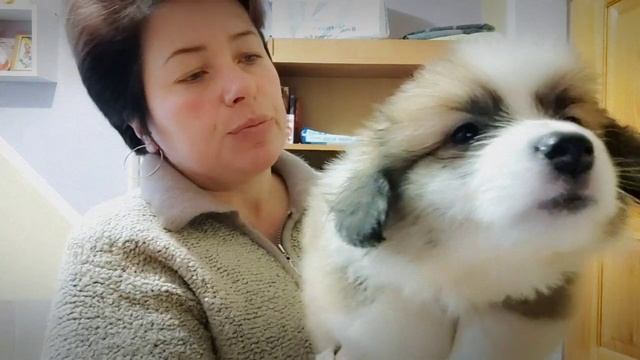 В питомнике свободен роскошный щенок - кобель вельш корги пемброк флаффи. смотреть онлайн