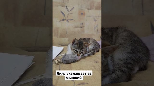 Лилу ухаживает за игрушечной мышкой. Поддержите пожалуйста лайками ребенка, малышка ищет дом ?