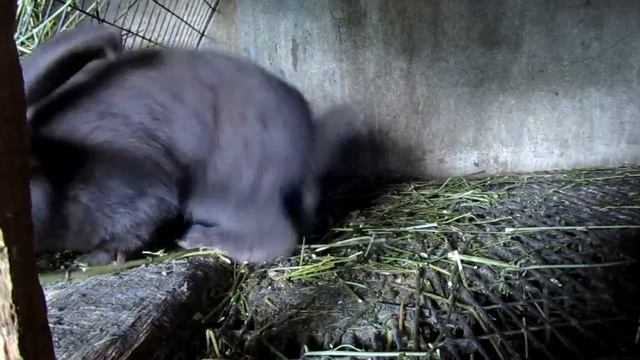 Немецкий пестрый великан строкач гавана (2,5 месяца)
