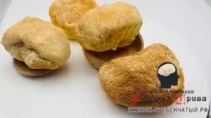 Ежевик гребенчатый Львиная грива