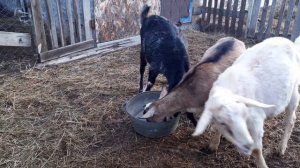 Смотрим как развивается вымя у котных первокоток, коз.