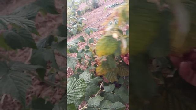 Малина Полька Кыргызстан. 30сотых жана 20 сотых Полька сорту. смотреть онлайн