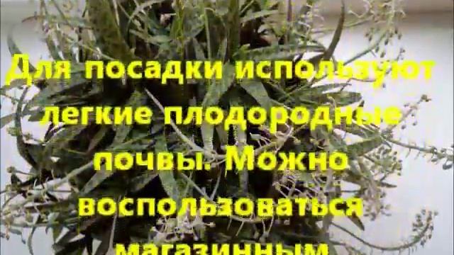 Ледебурия - жительница тропических лесов