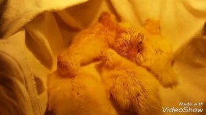 Вылуп индоутят/35 ДЕНЬ ИНКУБАЦИИ ИНДОУТИНЫХ ЯИЦ /МУСКУСНАЯ УТКА / 1 ЧАСТЬ.