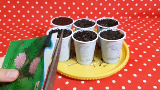 Выращиваю мимоза стыдливая из семян смотреть онлайн