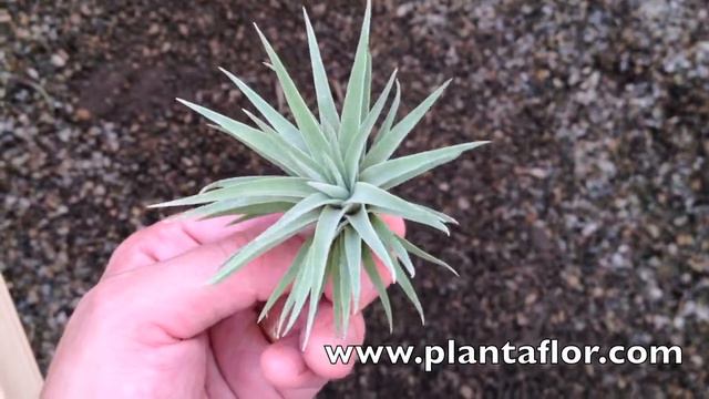 Tillandsia Plagiotropica Large @ Plantaflor смотреть онлайн