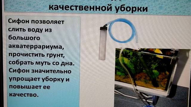 Уборка акватеррариума полуводных черепах (особенности).