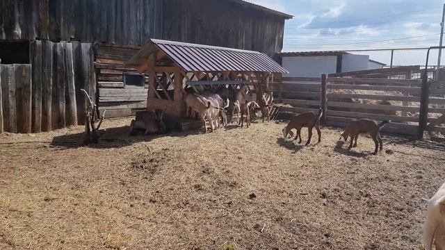 Весенние хлопоты готовим грядки, фундамет почти готов, теплица отремонтирована. смотреть онлайн