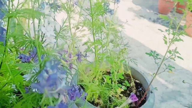 Larkspur Plant । Larkspur Flowers । Consolida Flower Plants care смотреть онлайн