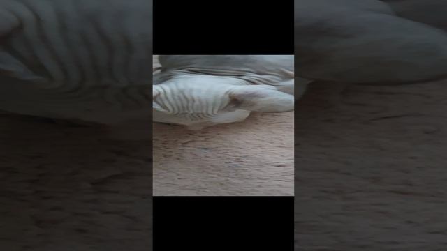дрессировка кошки