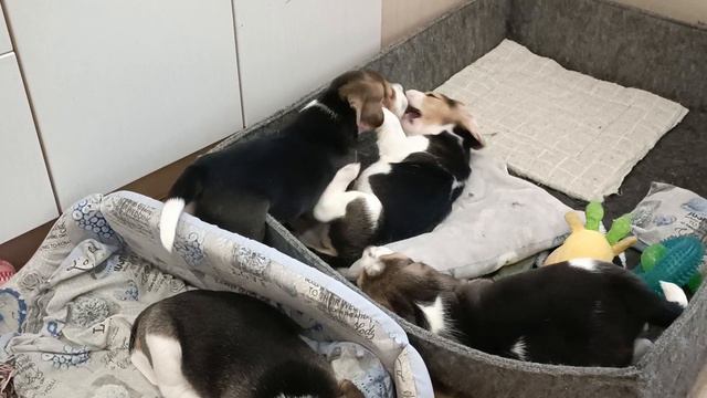 Щенки играются, кусаются, дерутся, рычат и даже лают, хотя ещё такие мелкие 🐕 смотреть онлайн