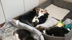 Щенки играются, кусаются, дерутся, рычат и даже лают, хотя ещё такие мелкие 🐕