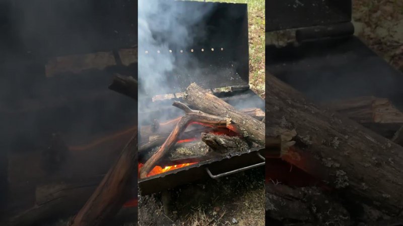️ кемпинг#собака #природа #джекрассел #джекрасселтерьер