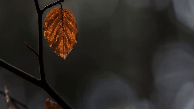 Старый лист. автор исполнитель Эдуард Данилов стихи Глеб Горбовский смотреть онлайн