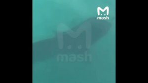 ТА ЛИ АКУЛА БЫЛА ПОЙМАНА в Хургаде, которая 8 июня заживо растерзала россиянина?