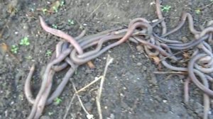 дождевые черви