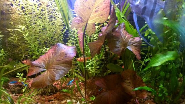 Plants Info | Нимфея тигровая (Nymphaea Lotus) смотреть онлайн