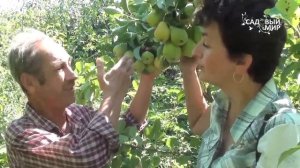 Как поливать грушу. Без полива нет урожая!