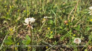 Конюшина повзуча | конюшина біла - Trifolium repens | Amoria repens