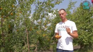 Абрикос АМУР. Вы просто обязаны посадить его!