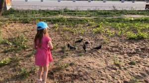 Часть 1 Юля гуляет на детской площадке с цыплёком и утёнком